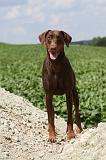 DOBERMANN 1173